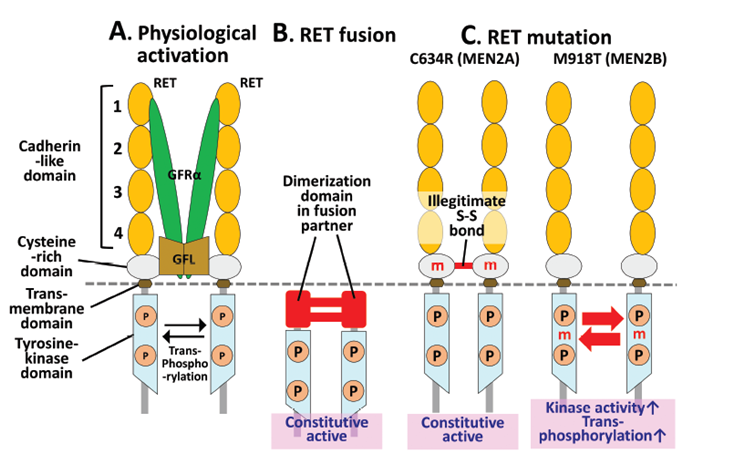 Selective next-generation RET inhibitor(图1)