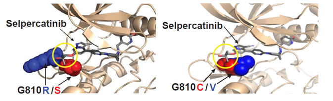 Selective next-generation RET inhibitor(图2)